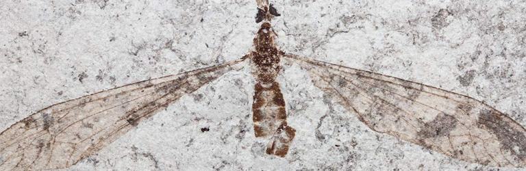 crane fly fossil