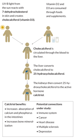 vitamin D flow chart
