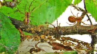 spiders in a tree