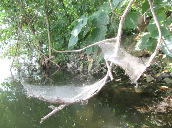 spider webs