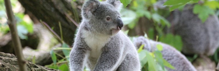 koala
