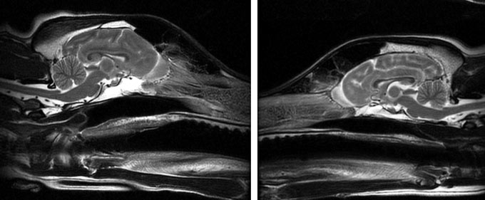 dog brain comparison