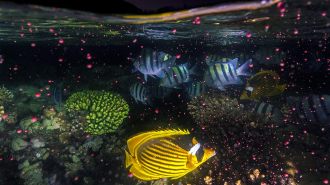 coral reef environment