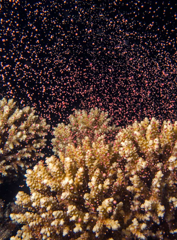 coral spawning
