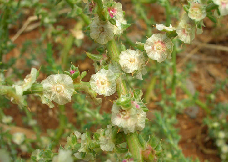 tumbleweed flowers