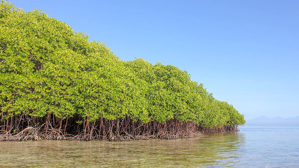 Mangrove forests