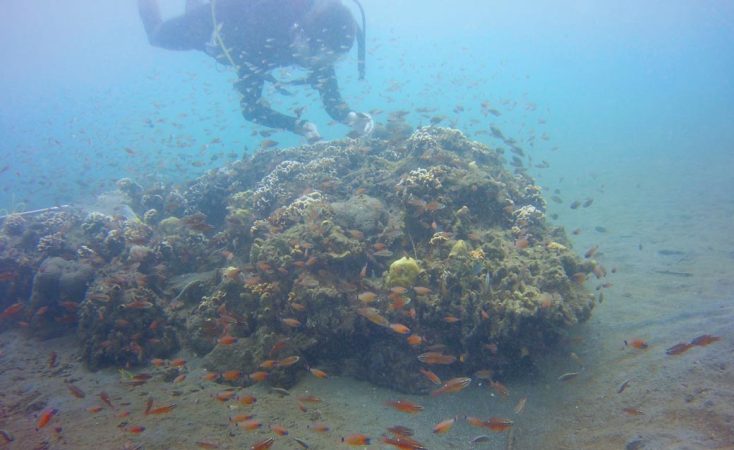 Malin Pinsky with fish swarm