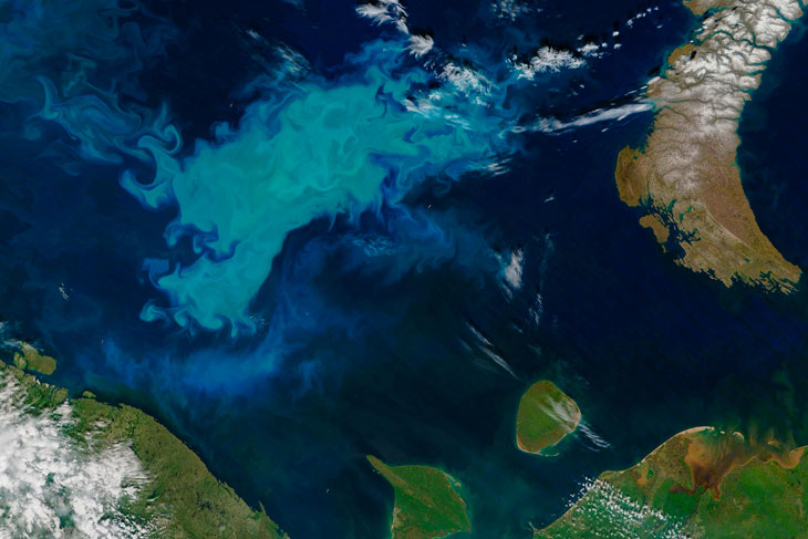 phytoplankton bloom