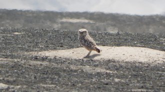 burrowing owl