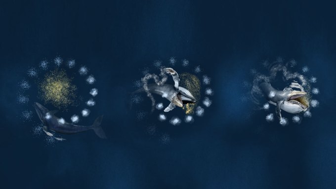 humpback whale bubble net