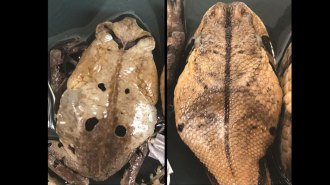 Congolese giant toads