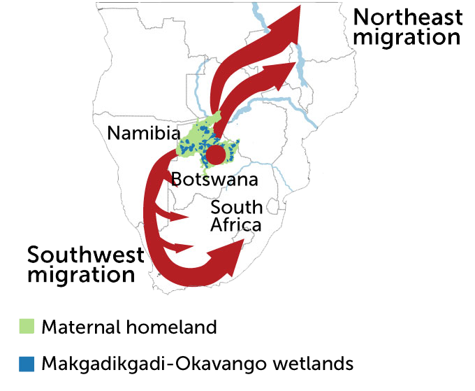 Homo sapiens migration map