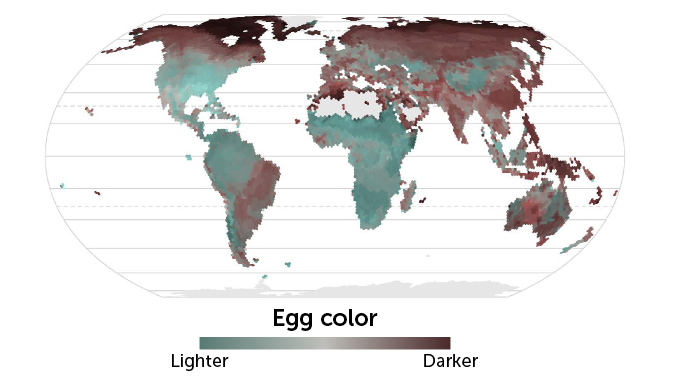 egg color map desktop