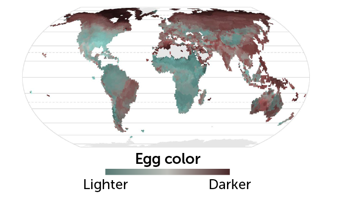 egg color map mobile