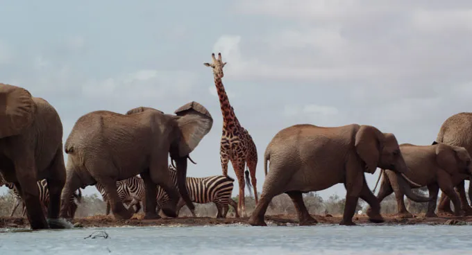 Kenya savanna watering hole
