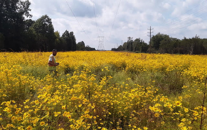 transmission line corridors
