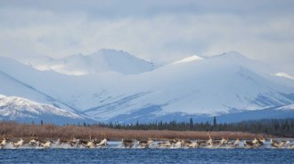 Caribou herd