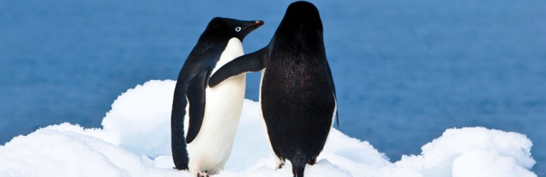 penguins