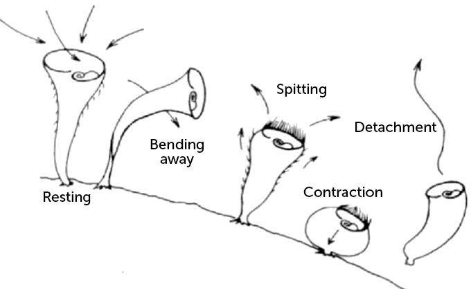 Stentor roeseli behaviors
