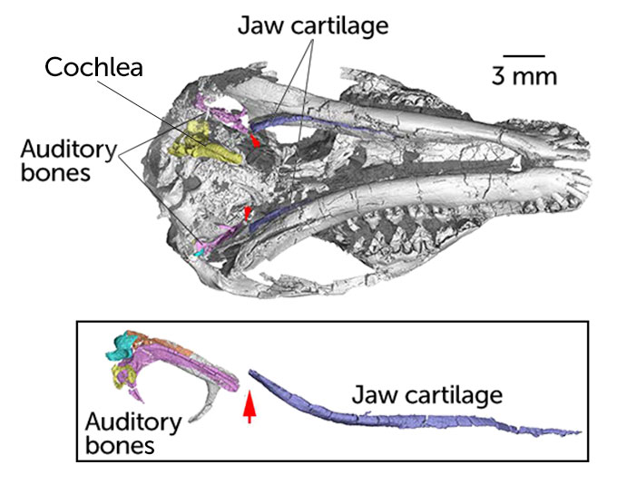 skull diagram of Origolestes lii