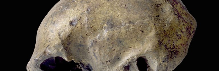 Homo erectus skullcap