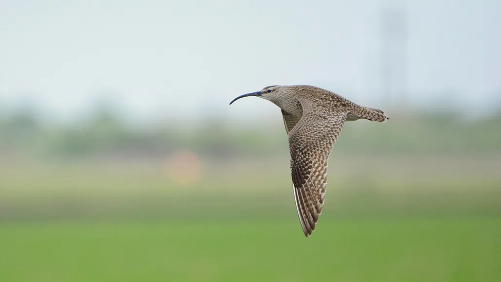 whimbrel