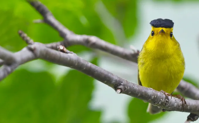 Wilson’s Warbler