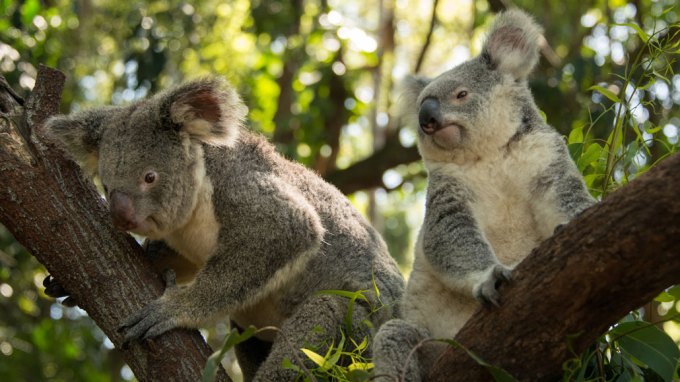 koalas
