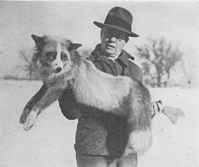 silver fox in Madison, Wisconsin