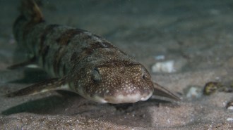 puffadder shyshark