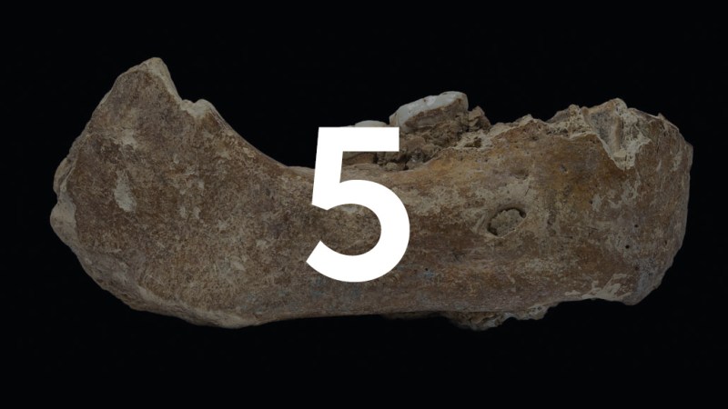 partial jaw of a Denisovan