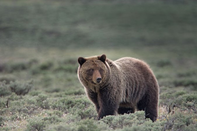 grizzly bear