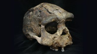 Homo erectus skull