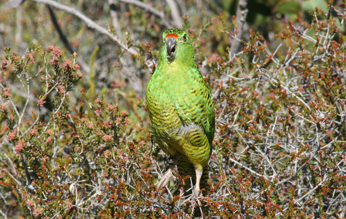 Western ground parrot