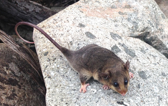 Mountain pygmy possum