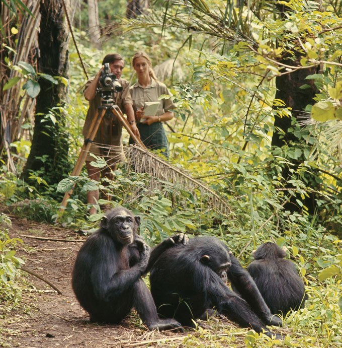 Jane Goodall studying chimps