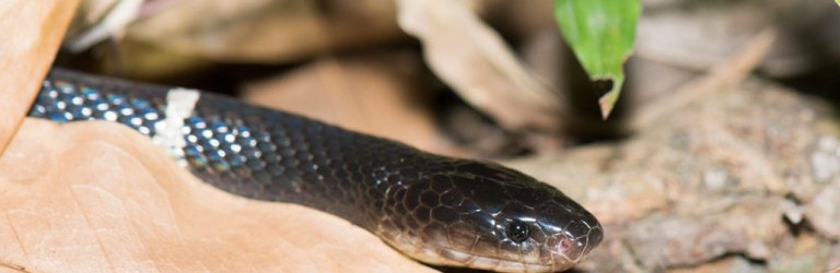 many-banded krait snake