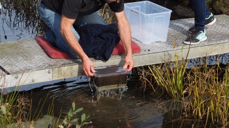 microplastic contamination