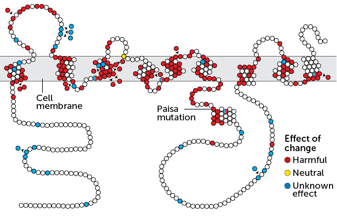 presenilin mutation diagram