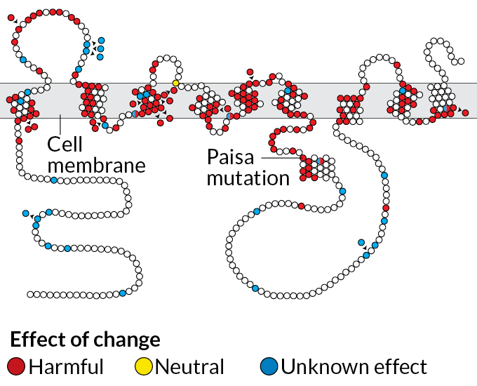 presenilin mutation diagram