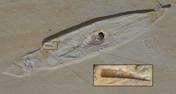 Plesioteuthis squid fossil