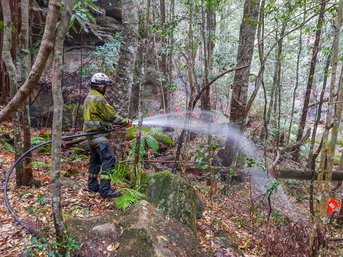 firefighter in Wollemi pine forest