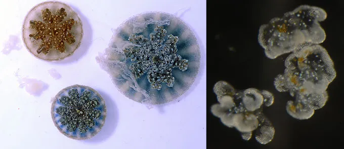 jellyfish mucus and magnified cassiosomes