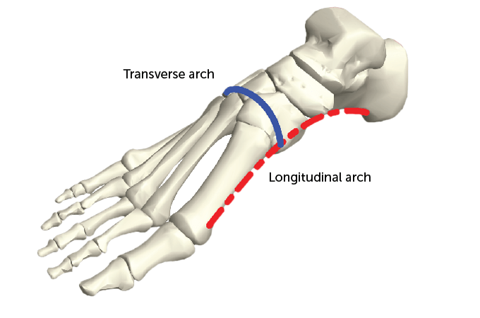 Foot bone diagram