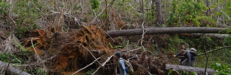 Toro Negro State Forest