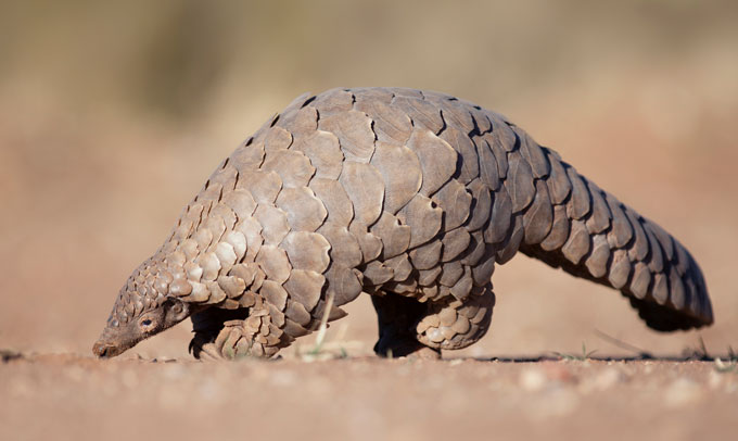 pangolin