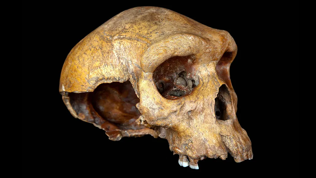 Broken Hill skull