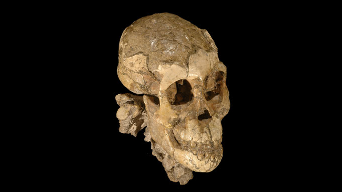 A. afarensis child’s skull