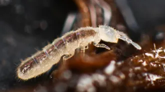 Microscopic springtail