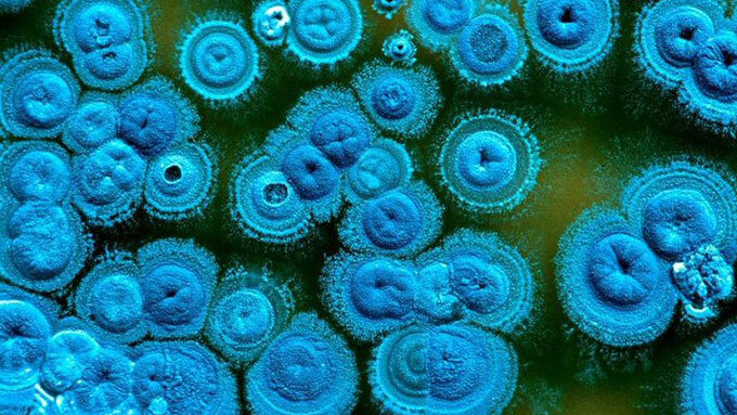 Streptomyces bacteria